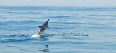 Dolphin Watching in Lagos