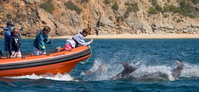Dolphins Boat Sagres