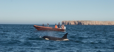 Orca Boat Sagres