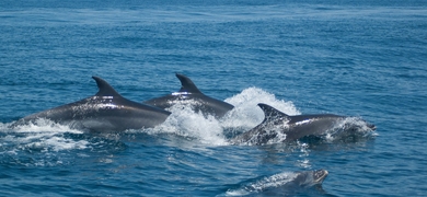 Dolphins Sagres