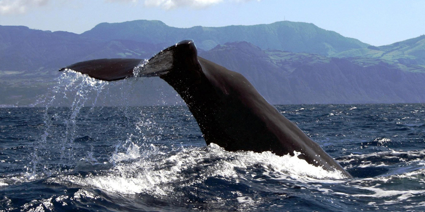 Whales are impressive animals