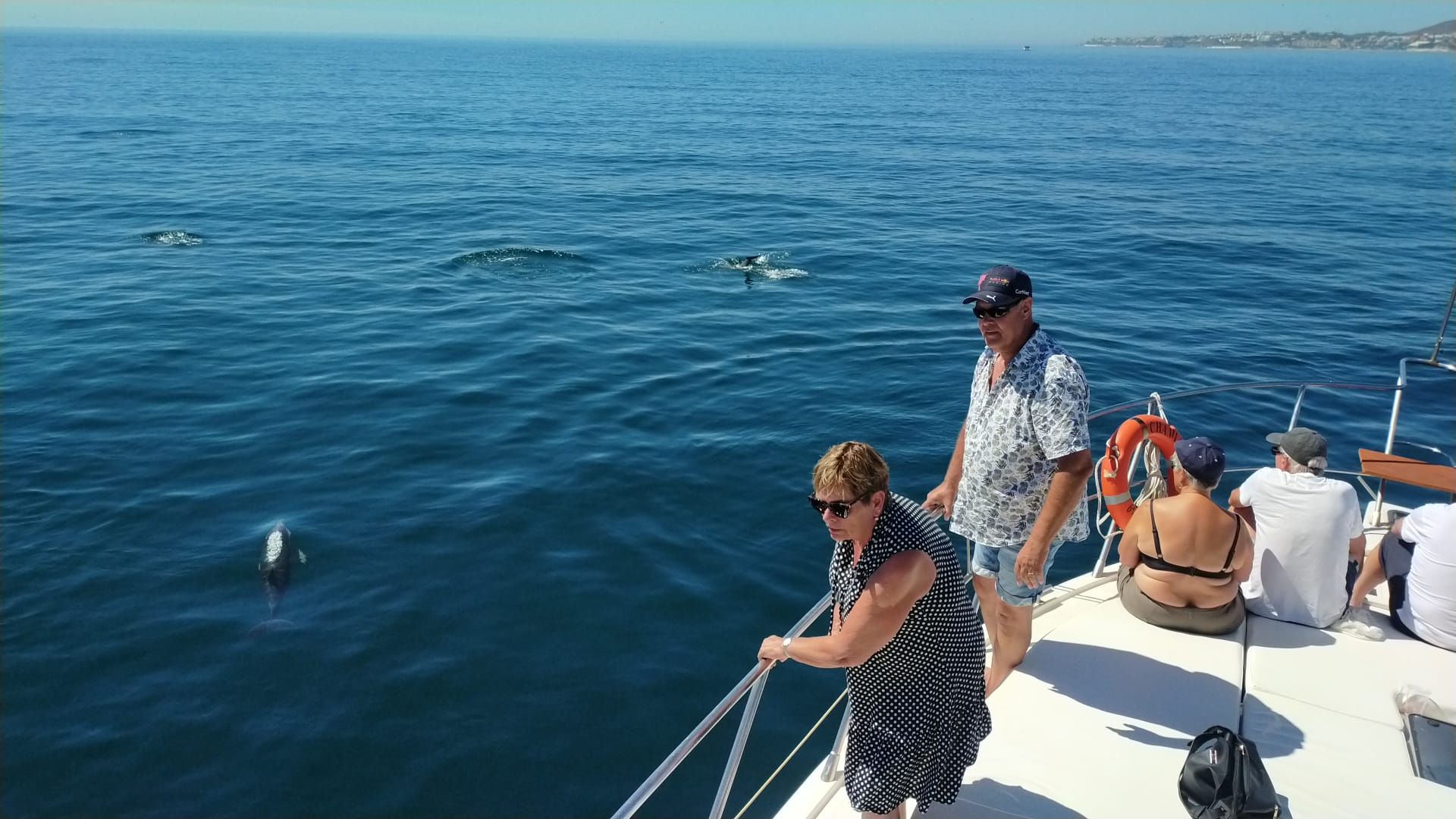 Dolphin Watching Yacht Cruise in Fuengirola