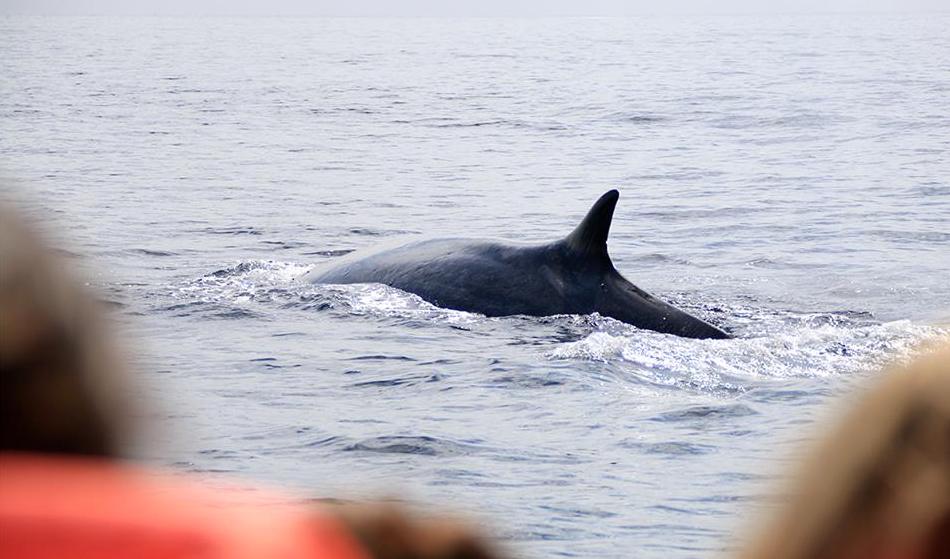 whale watching in Azores
