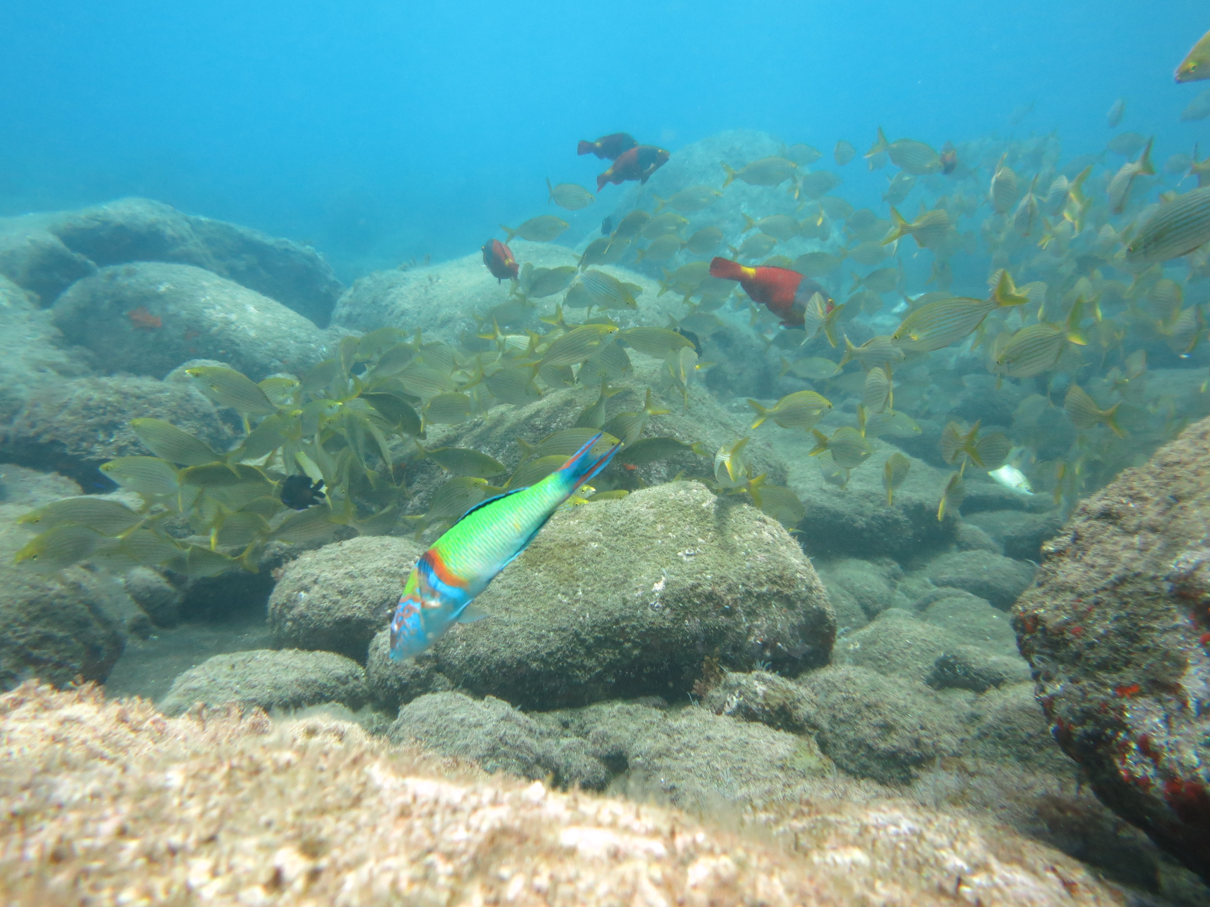 Snorkeling in Madeira