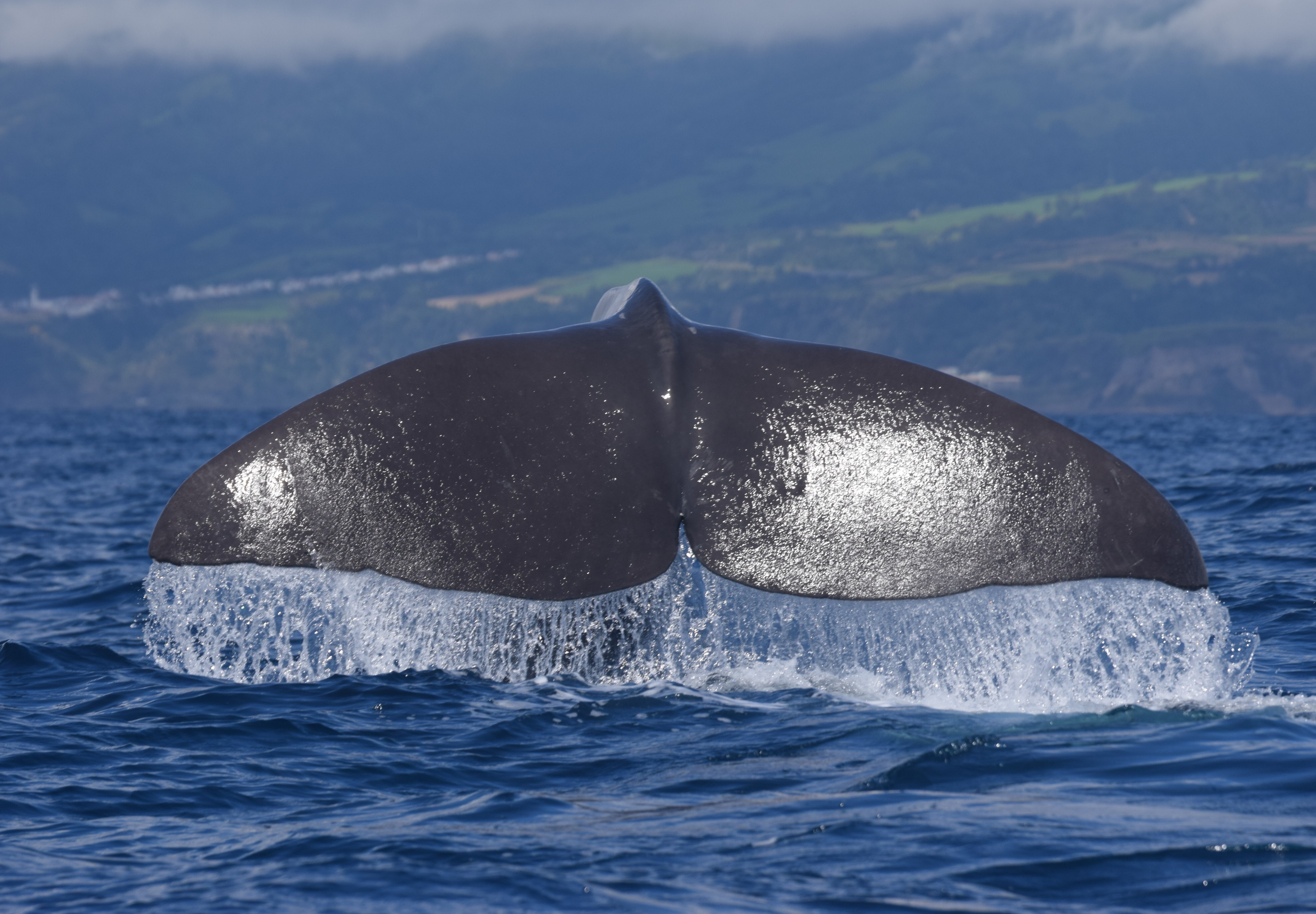 Whale watching in São Miguel