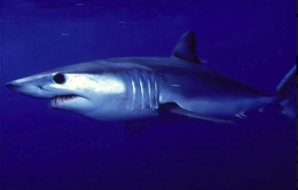Are you ready to catch Blue Sharks and Mako Sharks?
