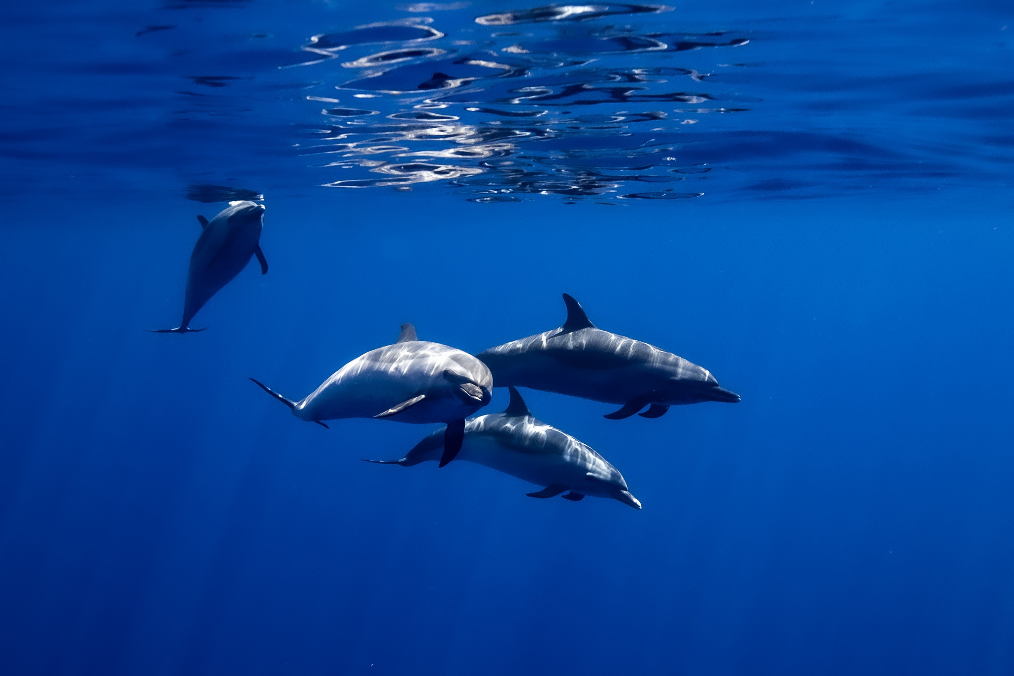 Swimming with Dolphins from Waikiki