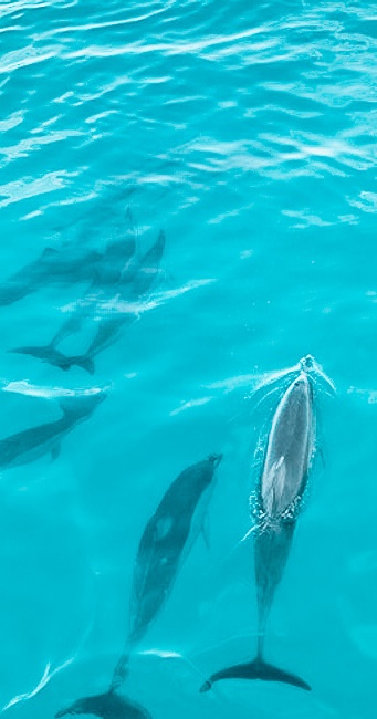 Dolphin watching & reef snorkeling in Waianae