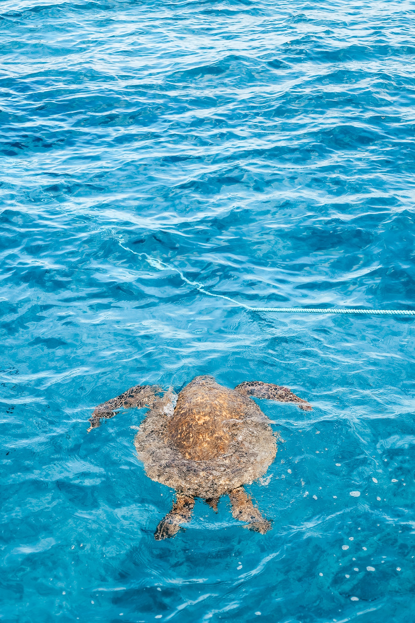 Turtle in Honolulu