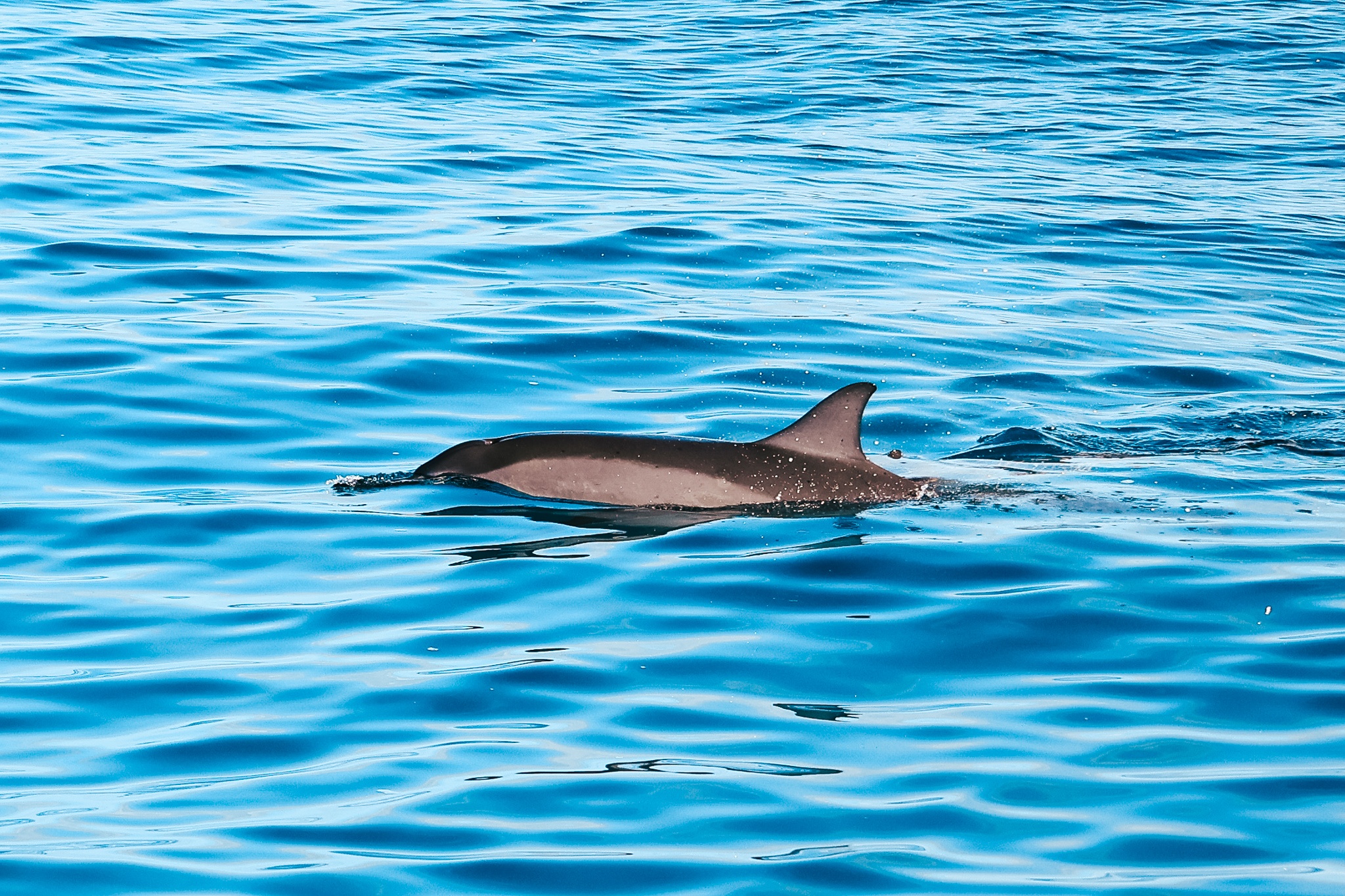 See wild dolphins Honolulu