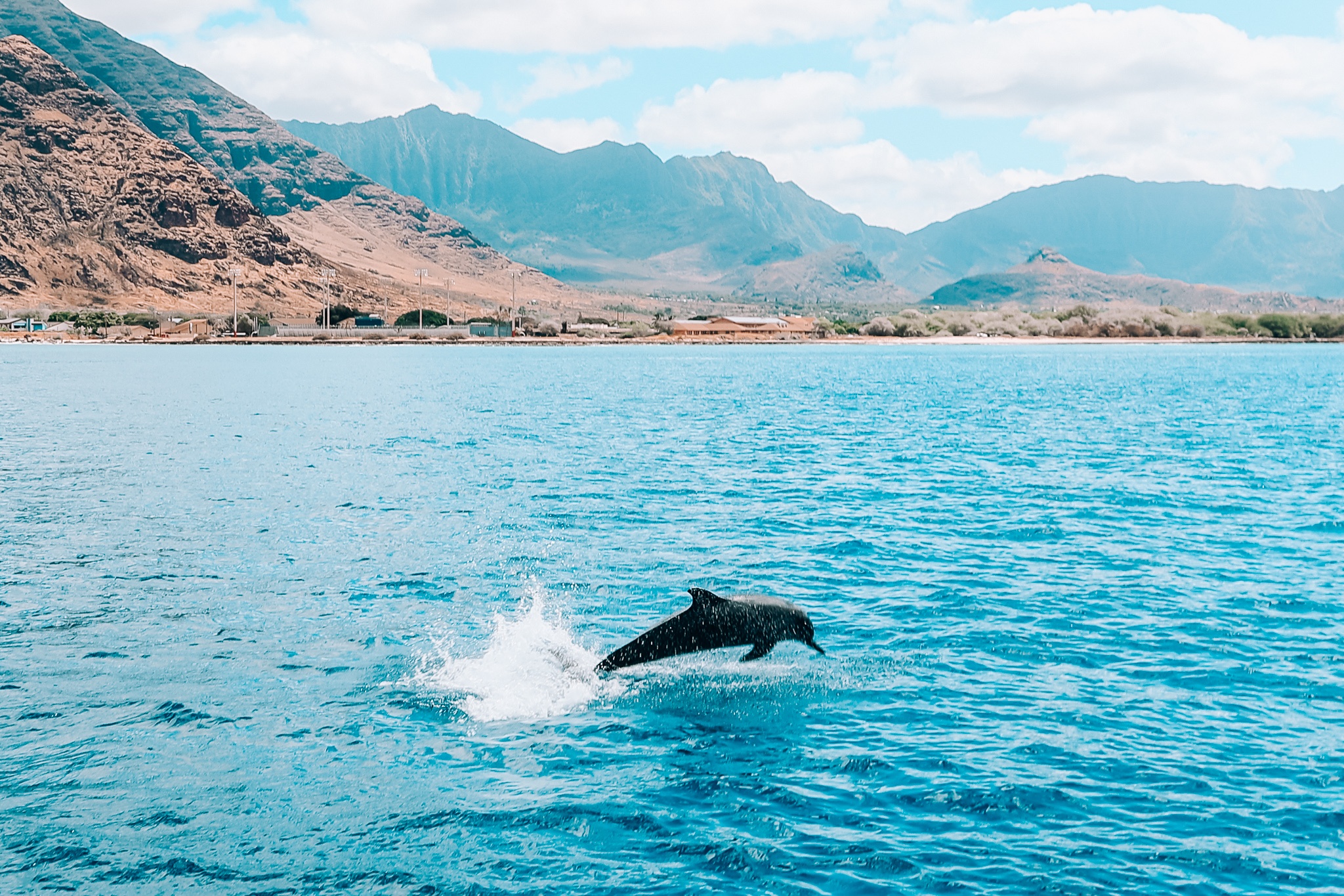 See wild dolphins Oahu