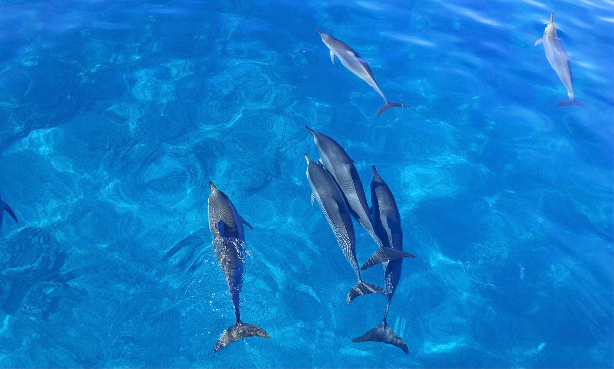 Wild dolphins from Waianae