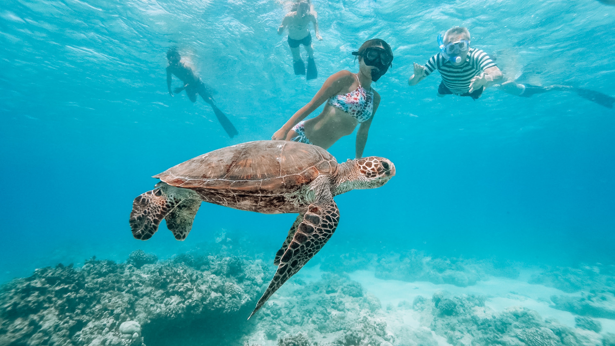 Snorkel with turtles from Kewalo 