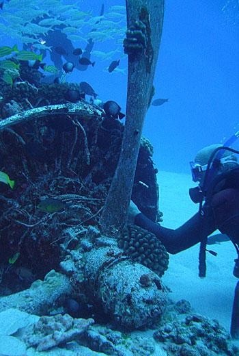 Scuba diving in Waikiki