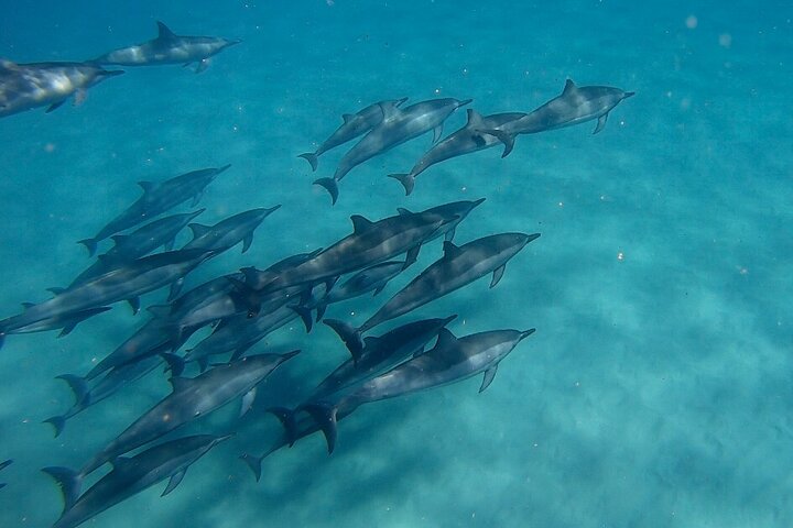 Dolphins, Caves, and Rum on the West Shore of Oahu