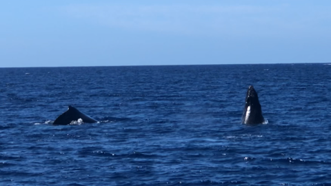 Whales Kailua-Kona