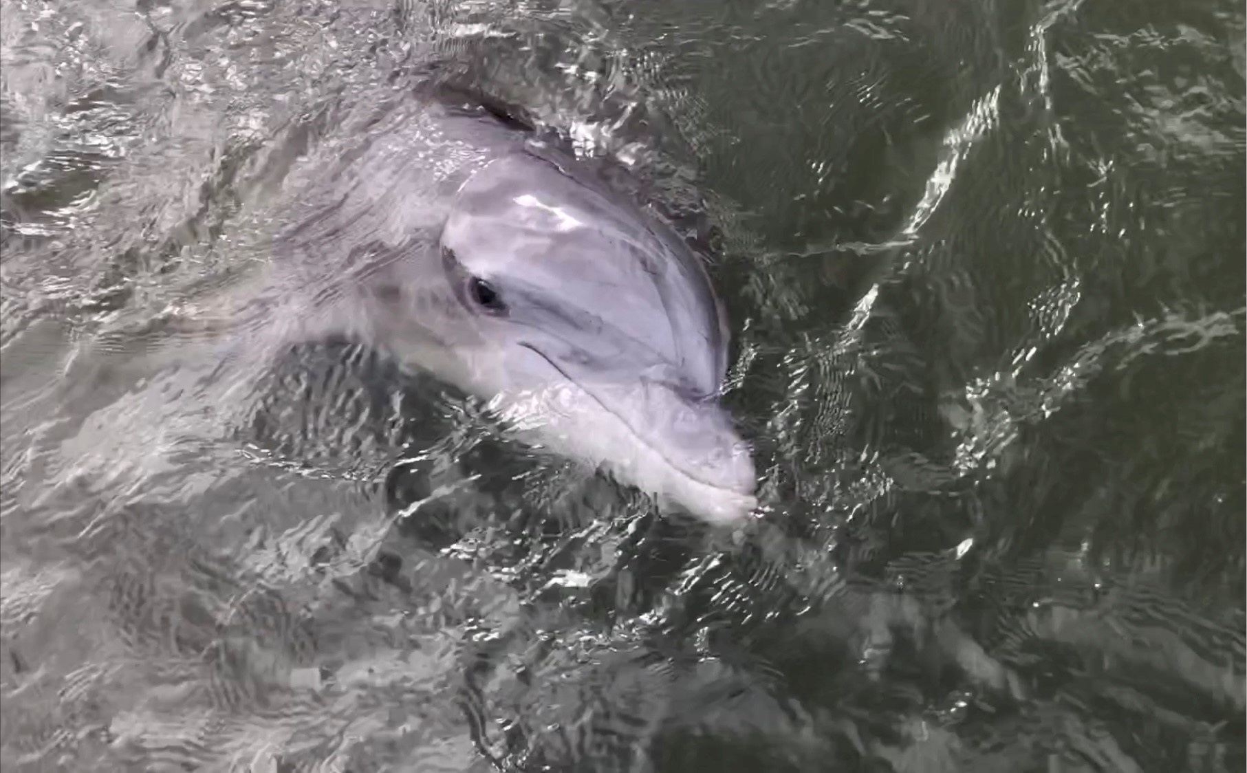 One-hour Private Dolphin Tour in Hilton Head