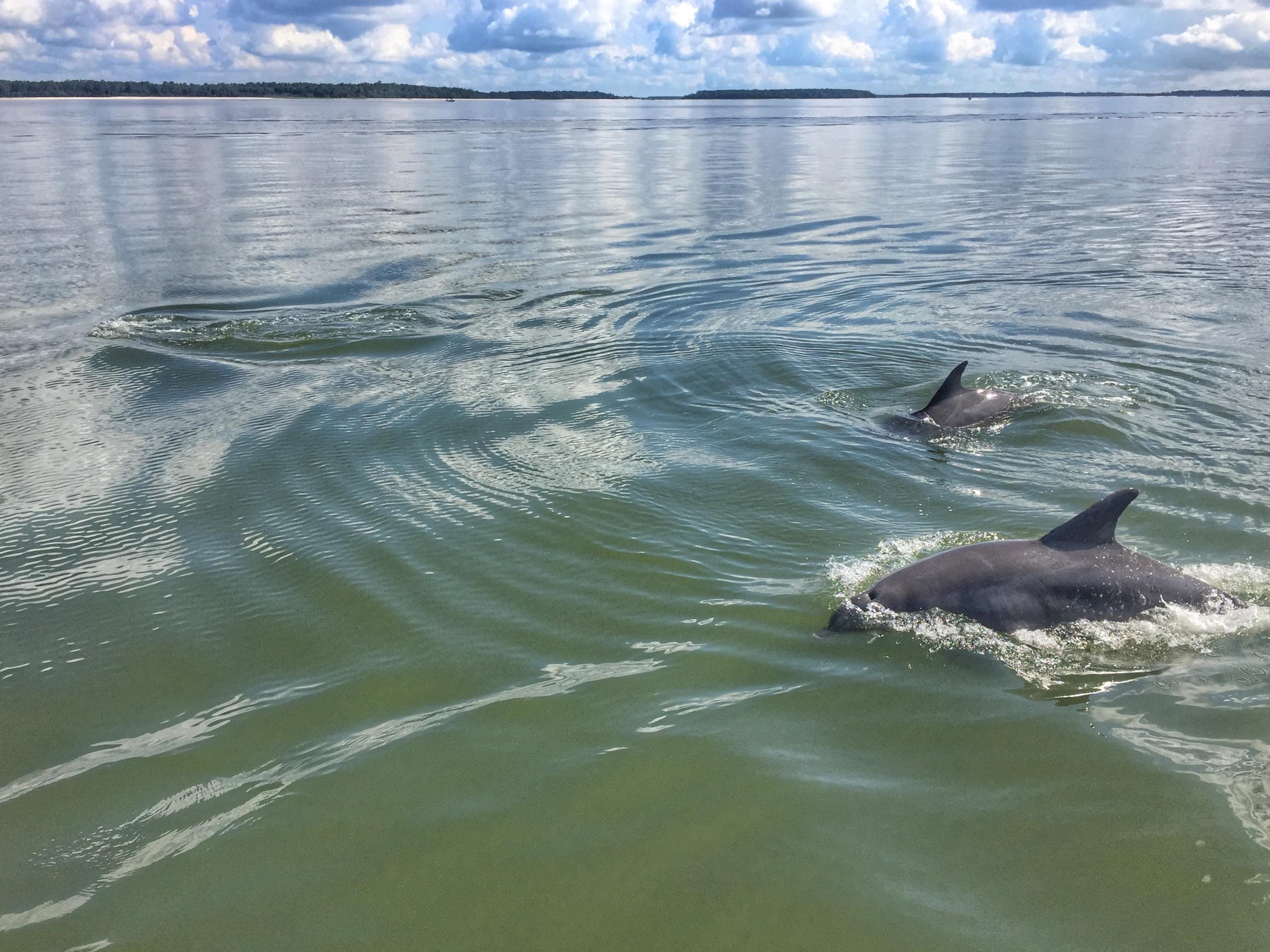 Dolphins & Donuts Tour in Hilton Head