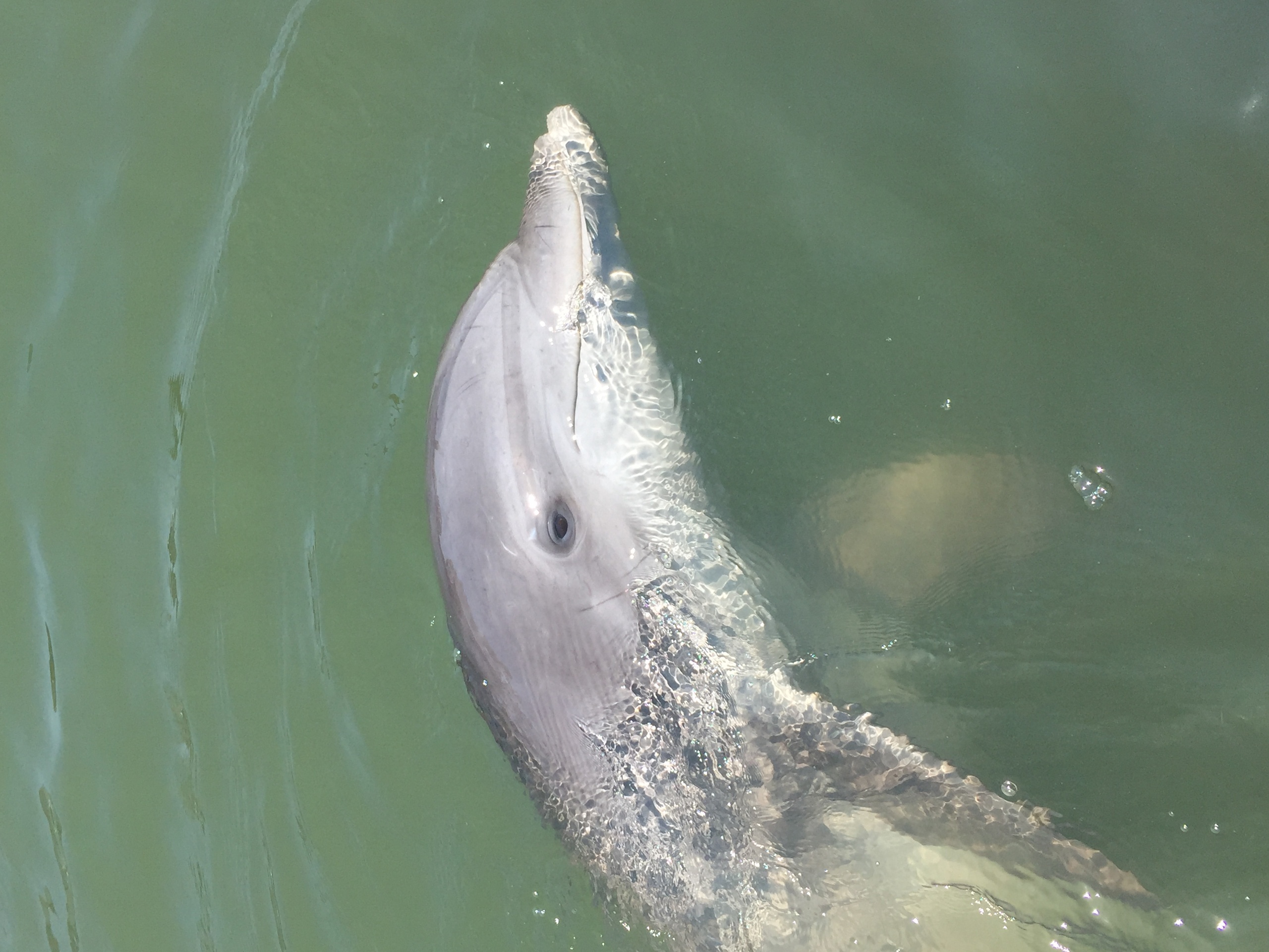 Disappearing Island and Dolphin Tour in Hilton Head
