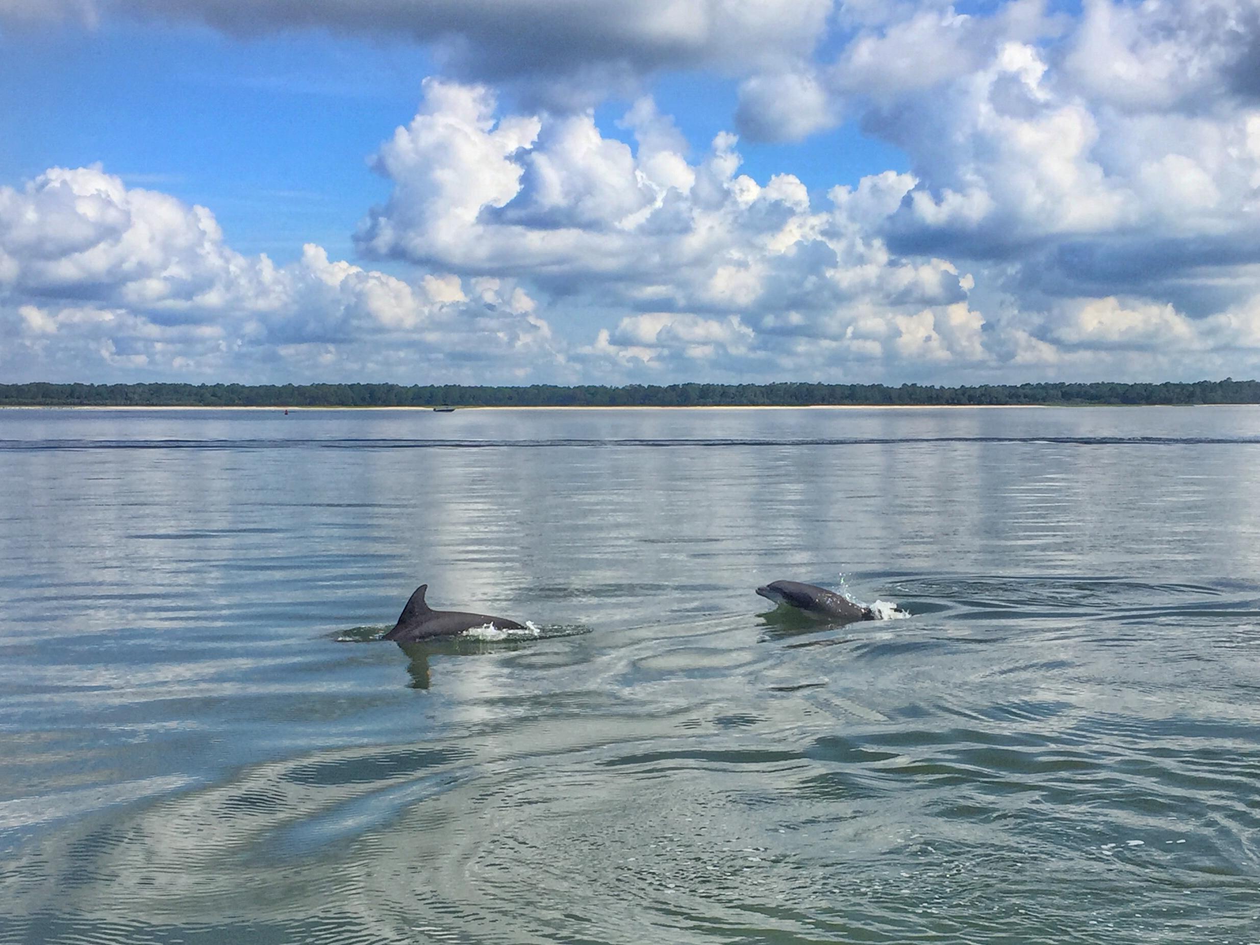Private Disappearing Island and Dolphin Tour in Hilton Head