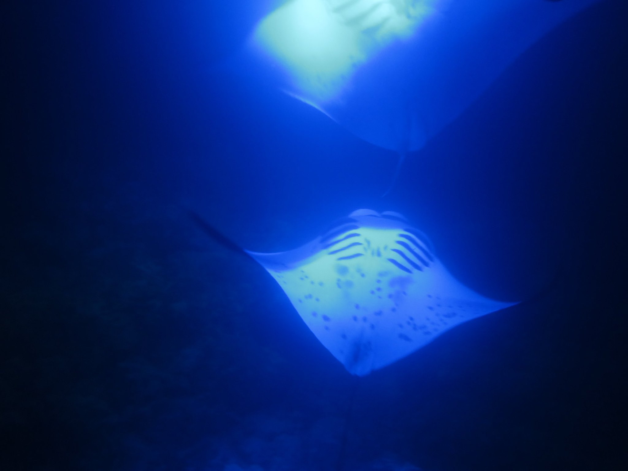 Snorkel with Manta Rays in Kailua-Kona