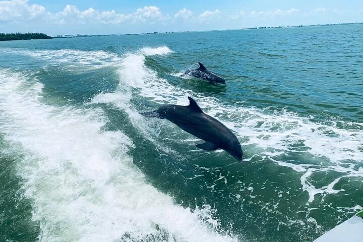 Dolphin Cruise in Mineola Ave