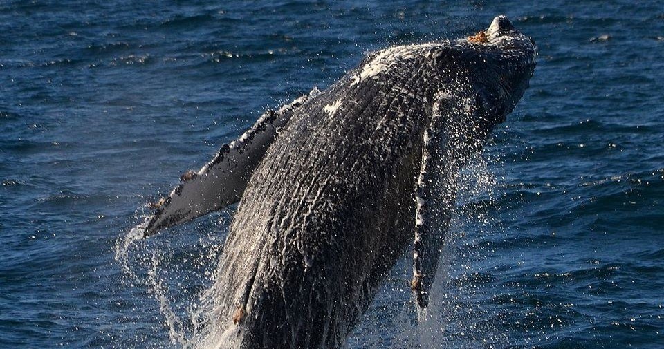 Whale Watching Tour in San Diego
