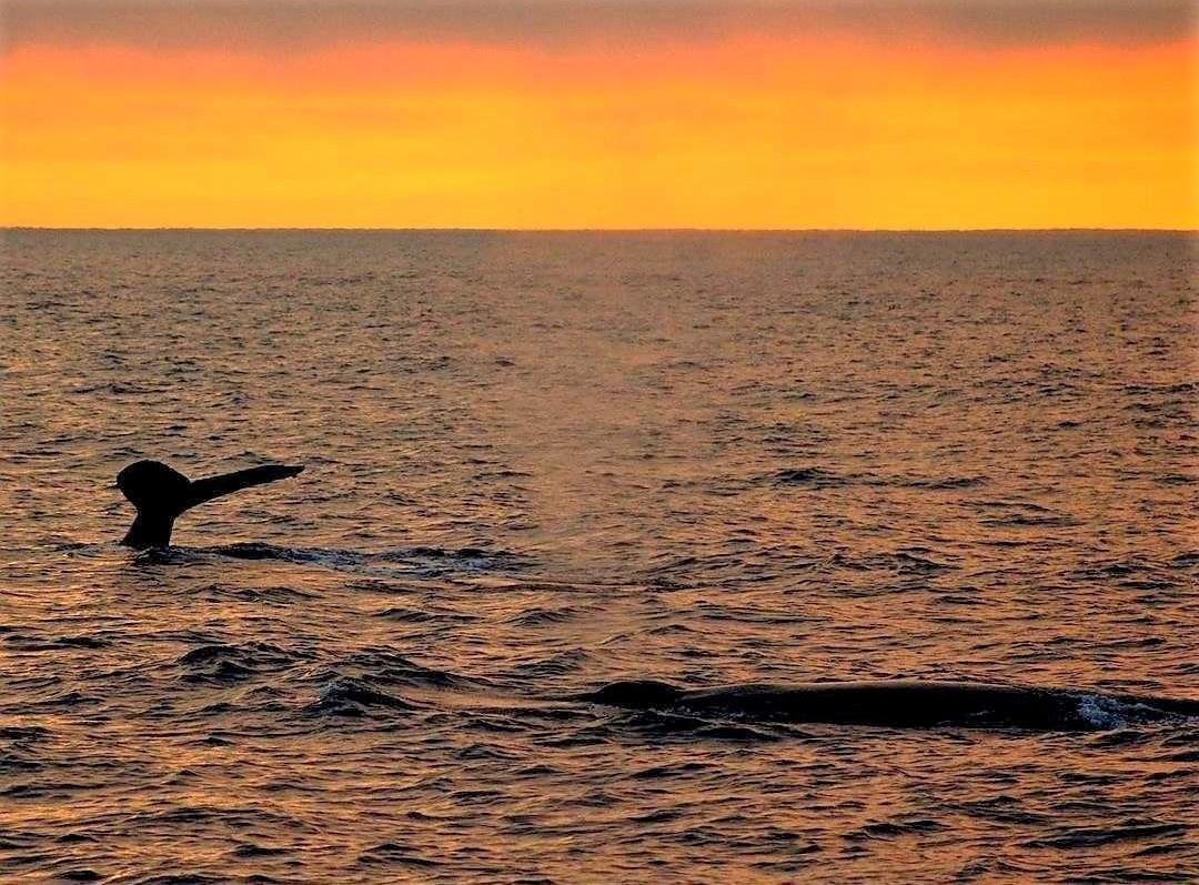 San Diego Whale & Dolphin Watching Sunset Cruise 