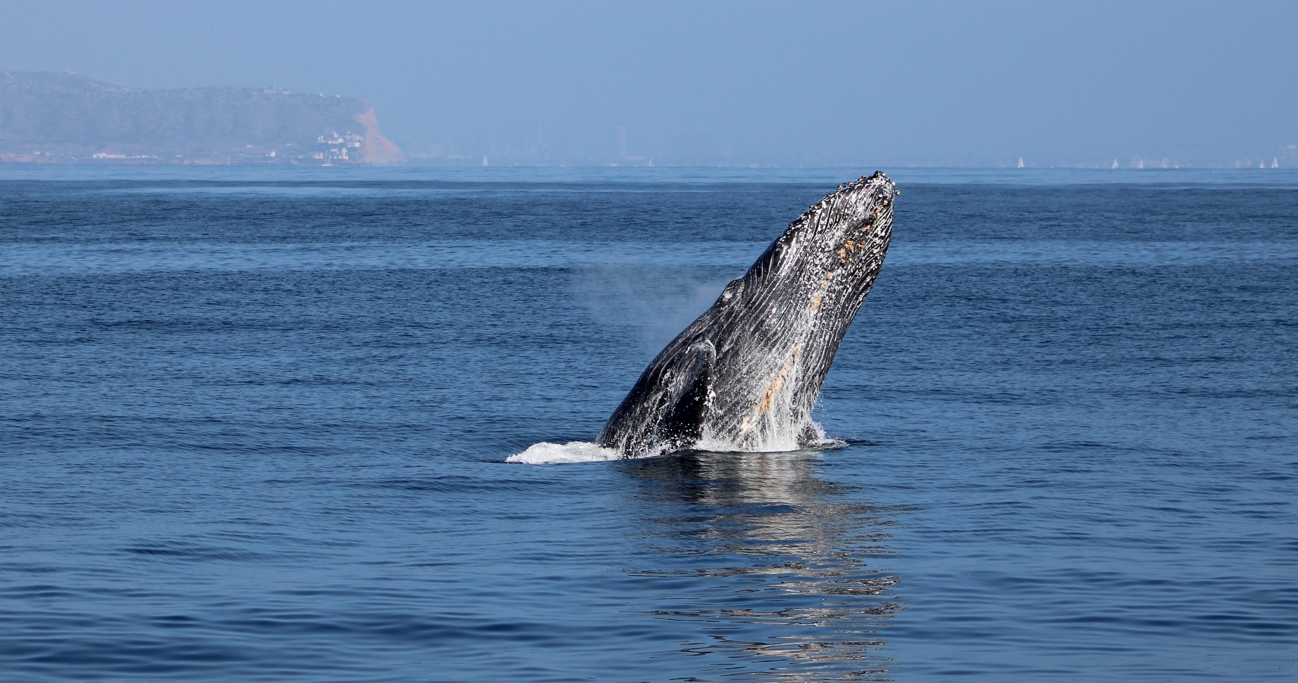 Private Whale Watching Boat Tour in San Diego