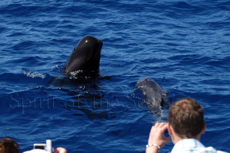 dolphins in gran canaria