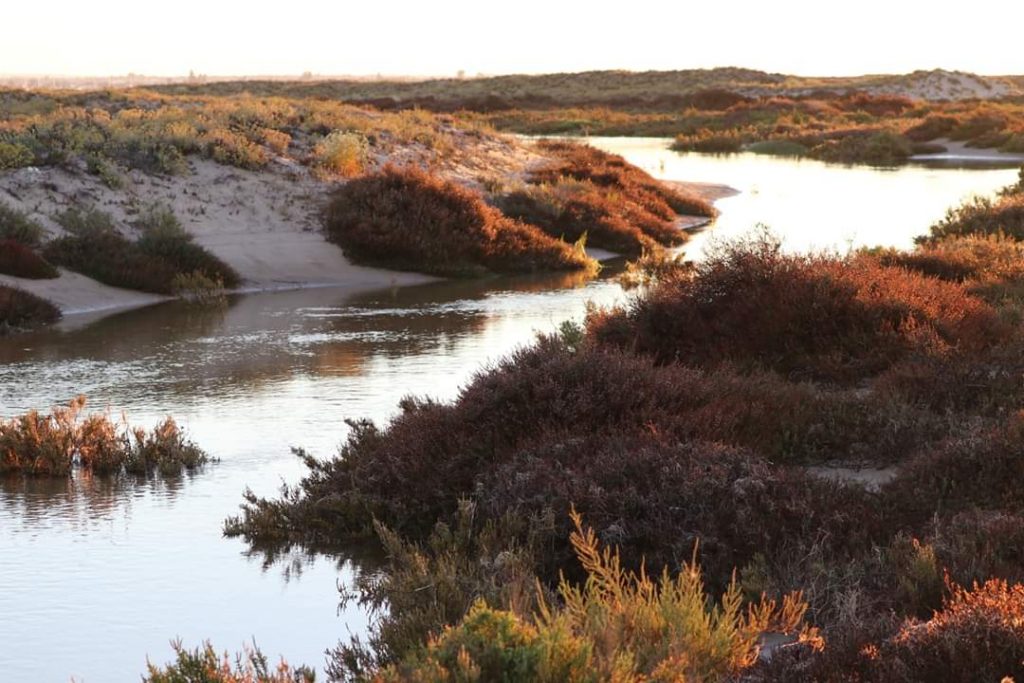 Be impressed by the beauty of Ria Formosa