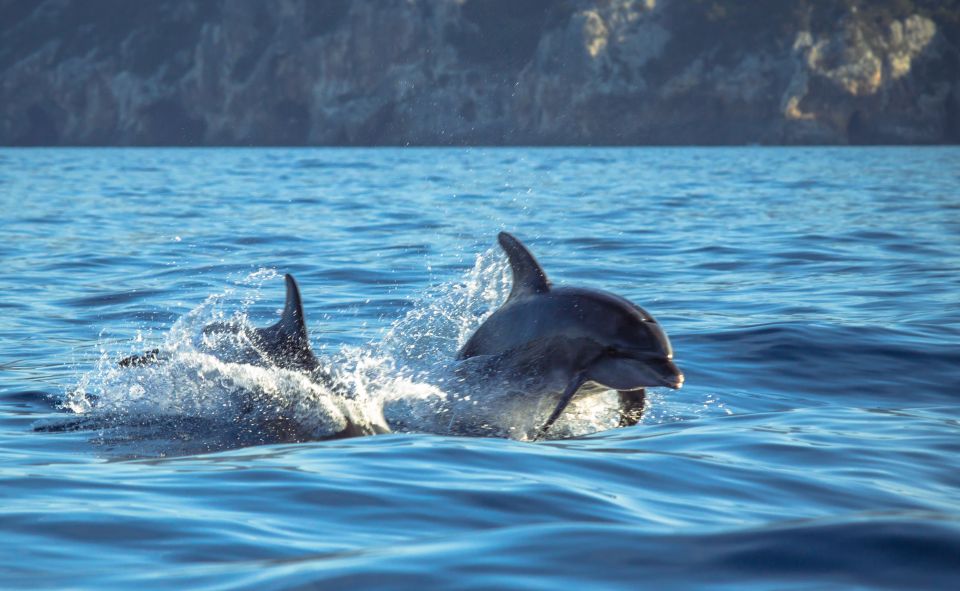 Sesimbra Guided Dolphin Watching & Swimming Excursion