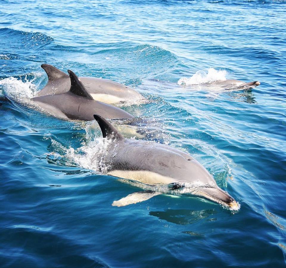 Dolphins watching Albufeira