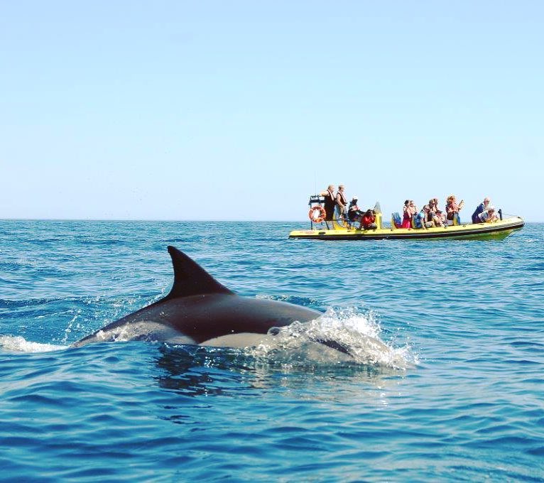Dolphin Watching Algarve