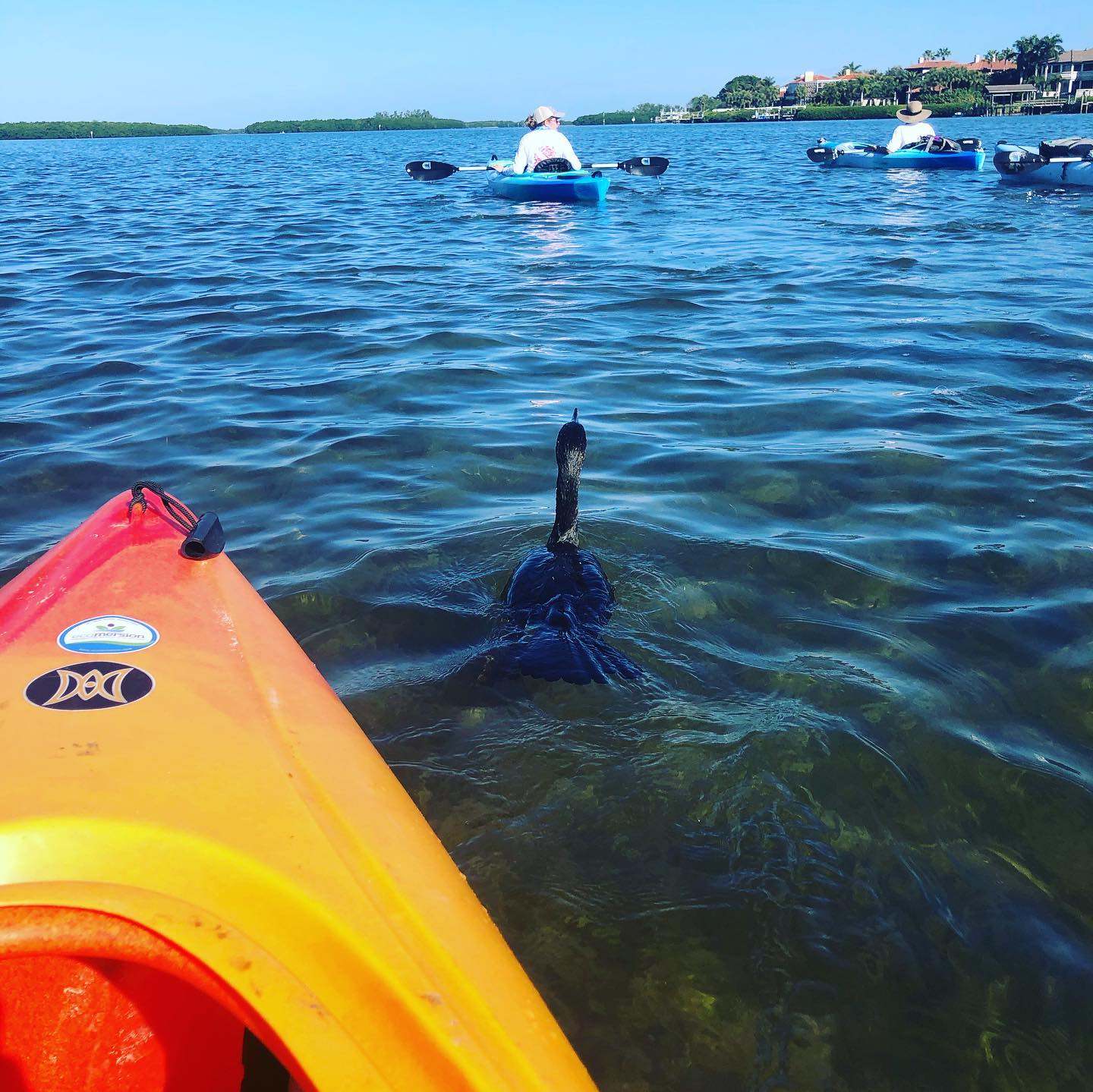 Kayak or SUP Rental in Weedon Island