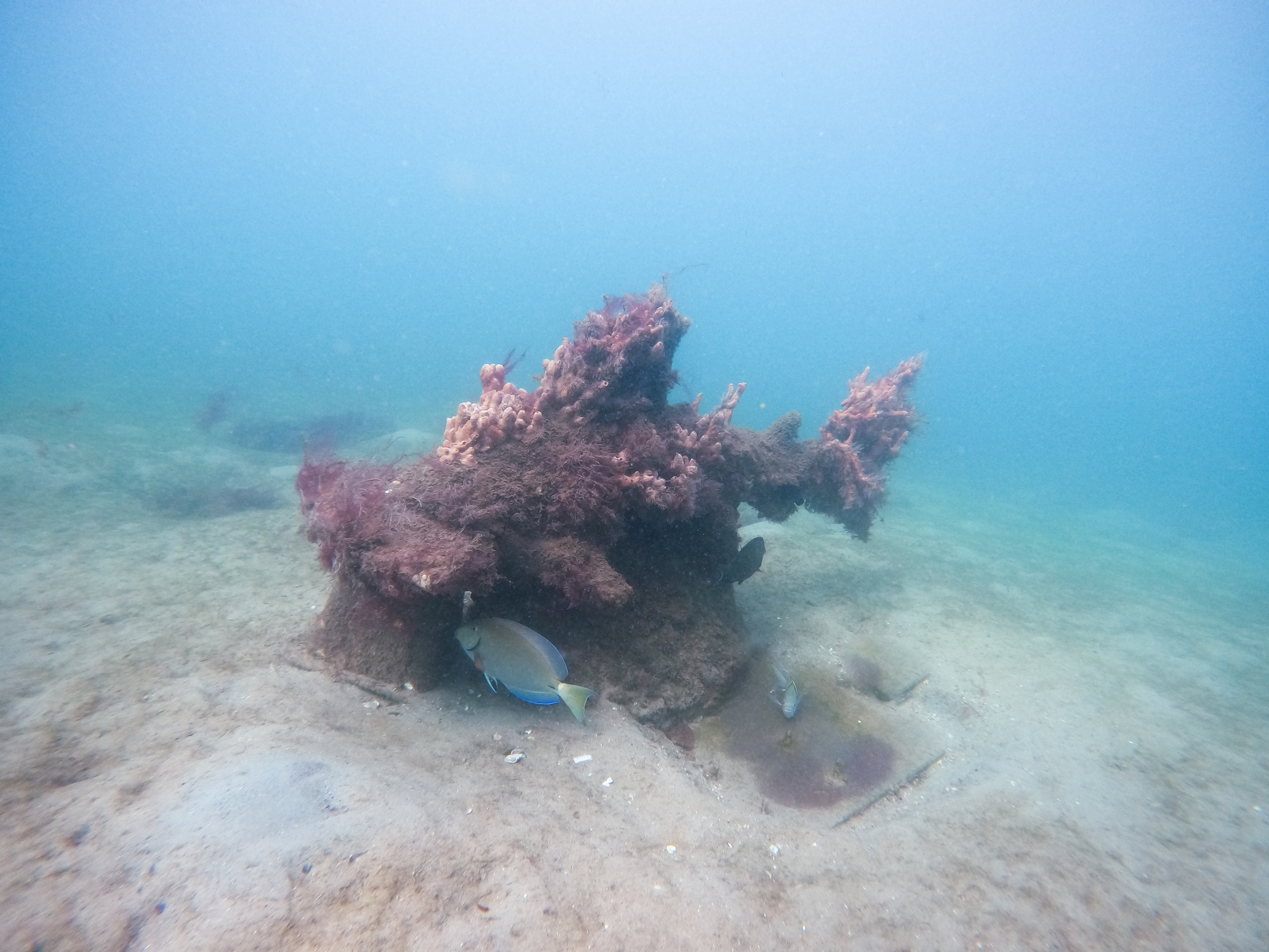 Discover Scuba Diving in Riviera Beach