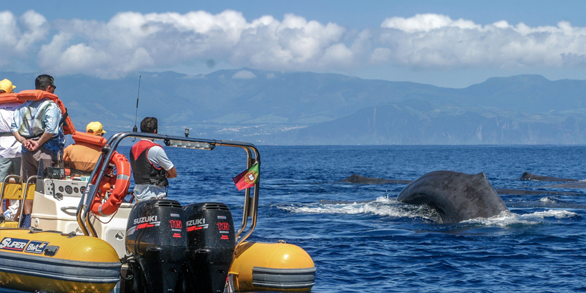Whale watching and islet boat tour in São Miguel