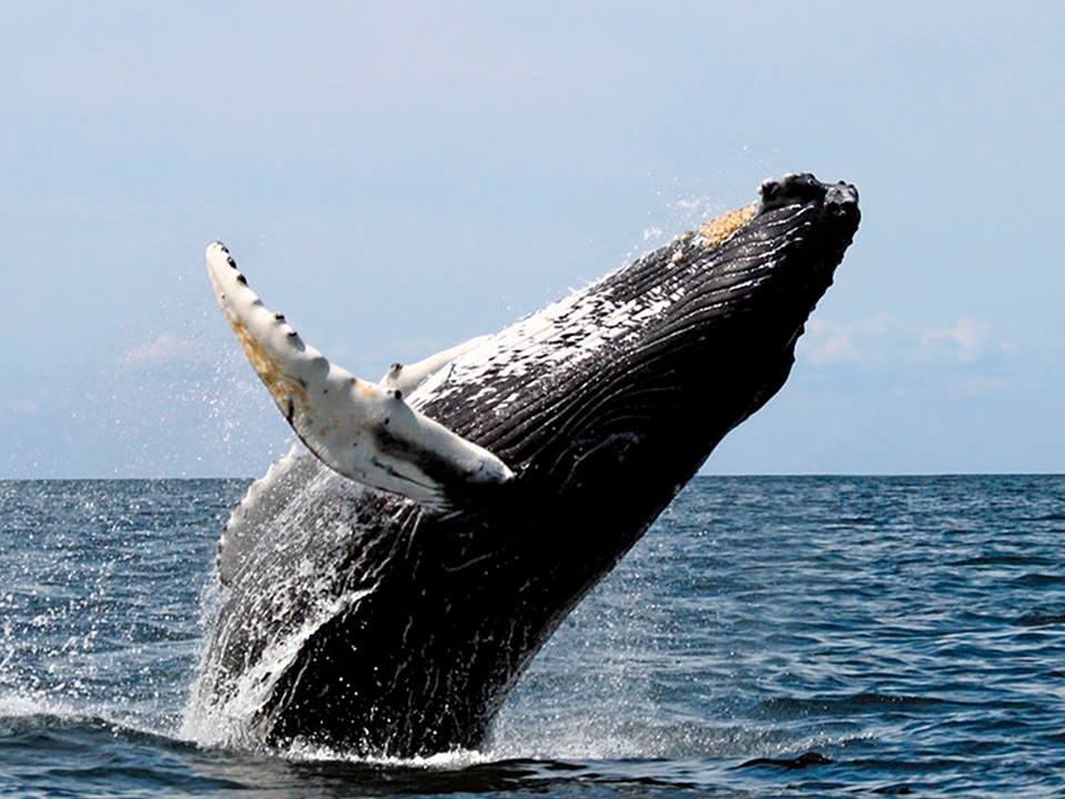 whales in Azores