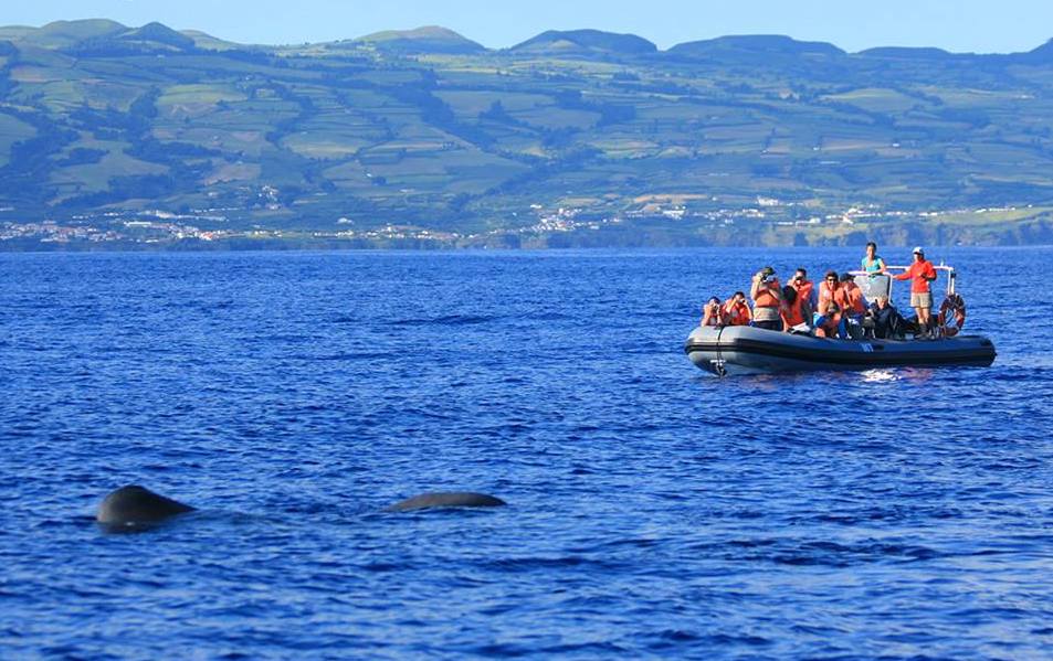 Whales Azores