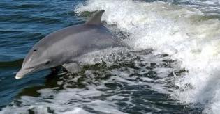 Private Dolphin Tour in Panama City