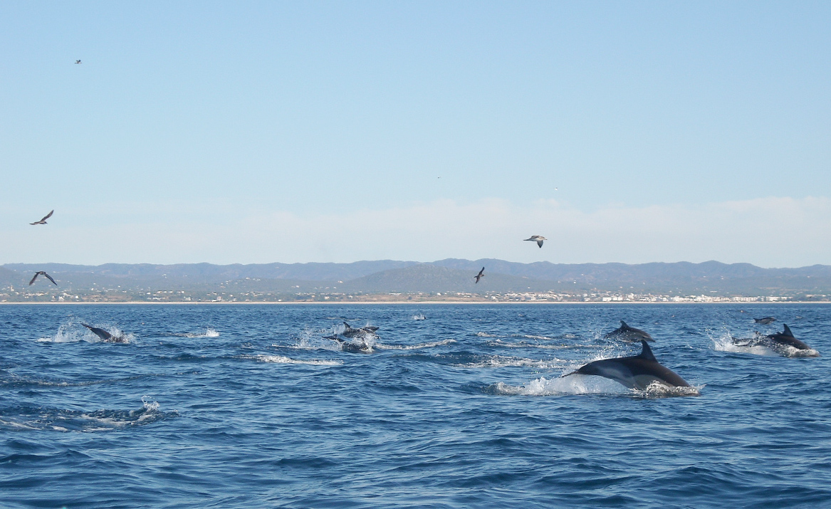 Dolphins Algarve
