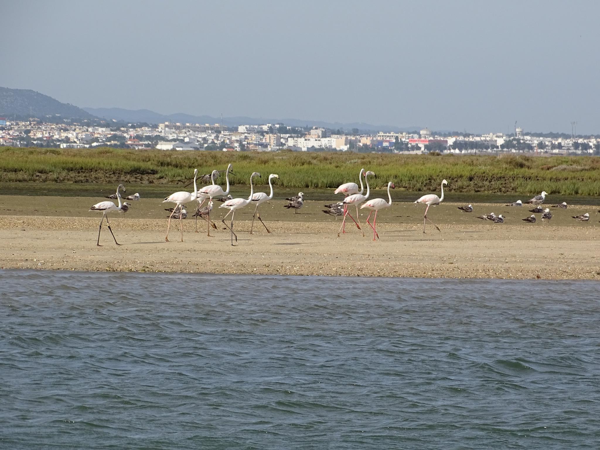 Fishing trip in Faro birds
