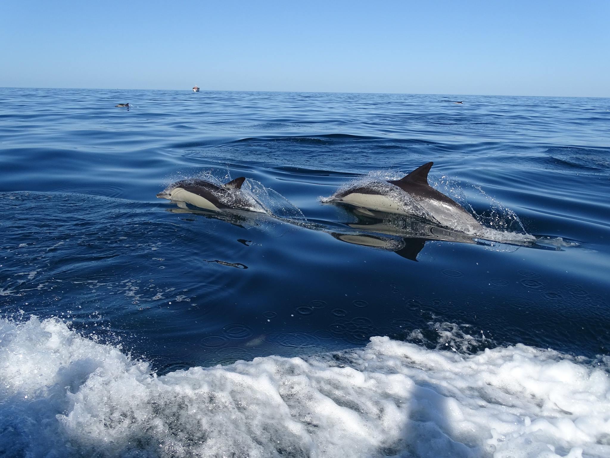 dolphins in Faro