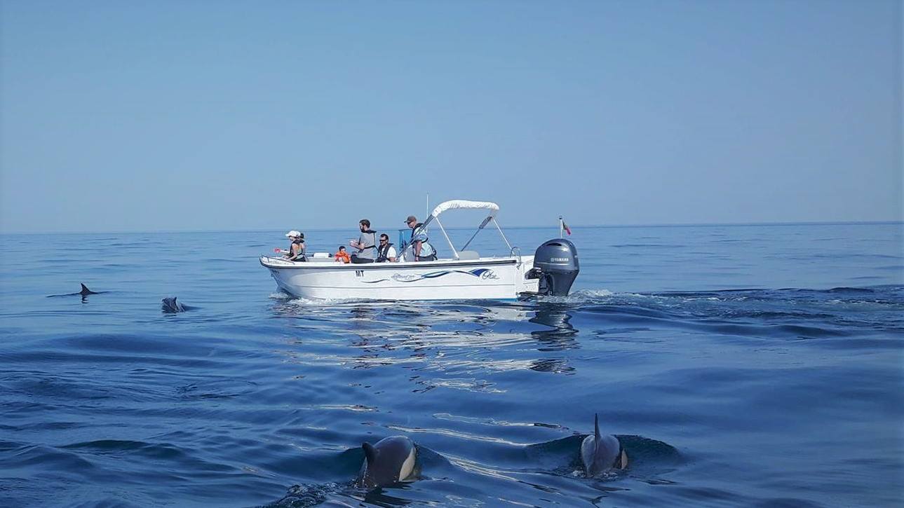 dolphin watching in Faro
