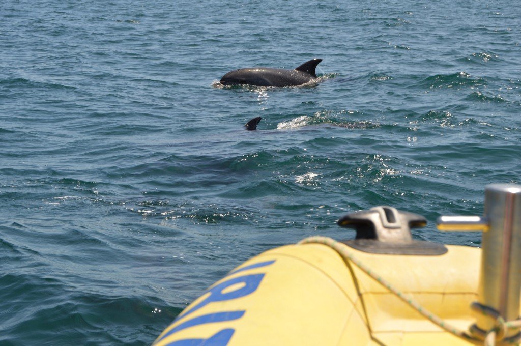 dolphin watching from faro