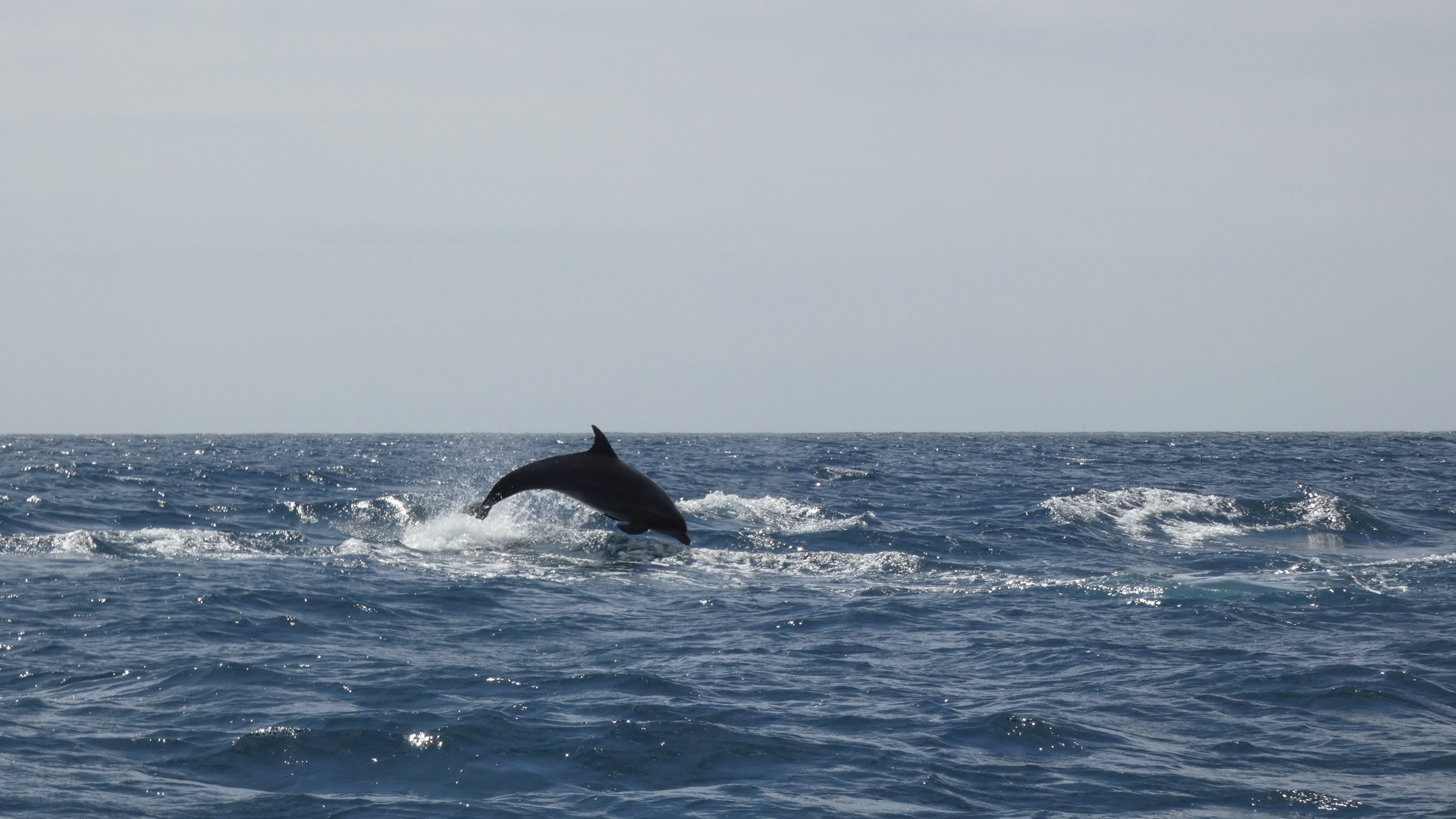 Dolphin Watching in Arrábida National Park