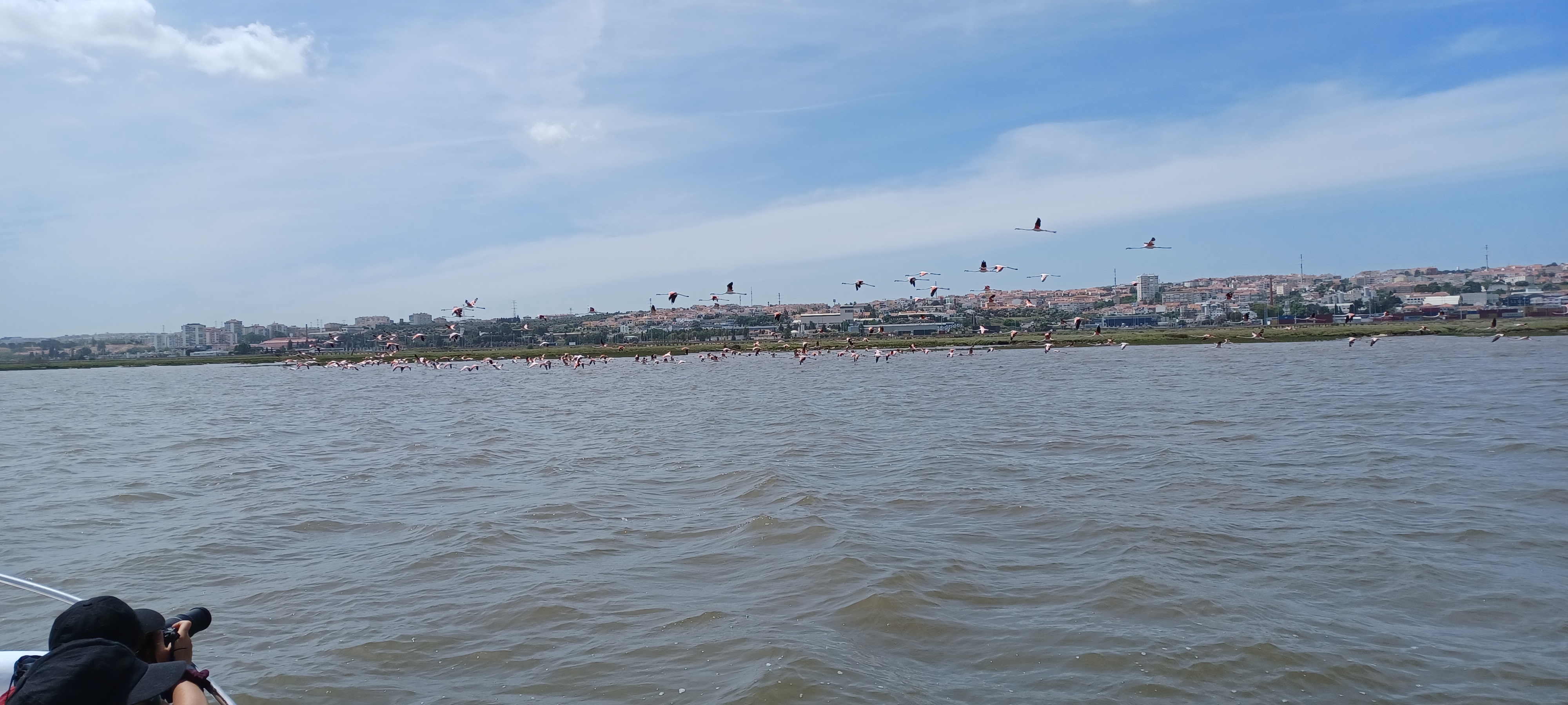 Lisbon Birdwatching boat tour on Tagus natural reserve