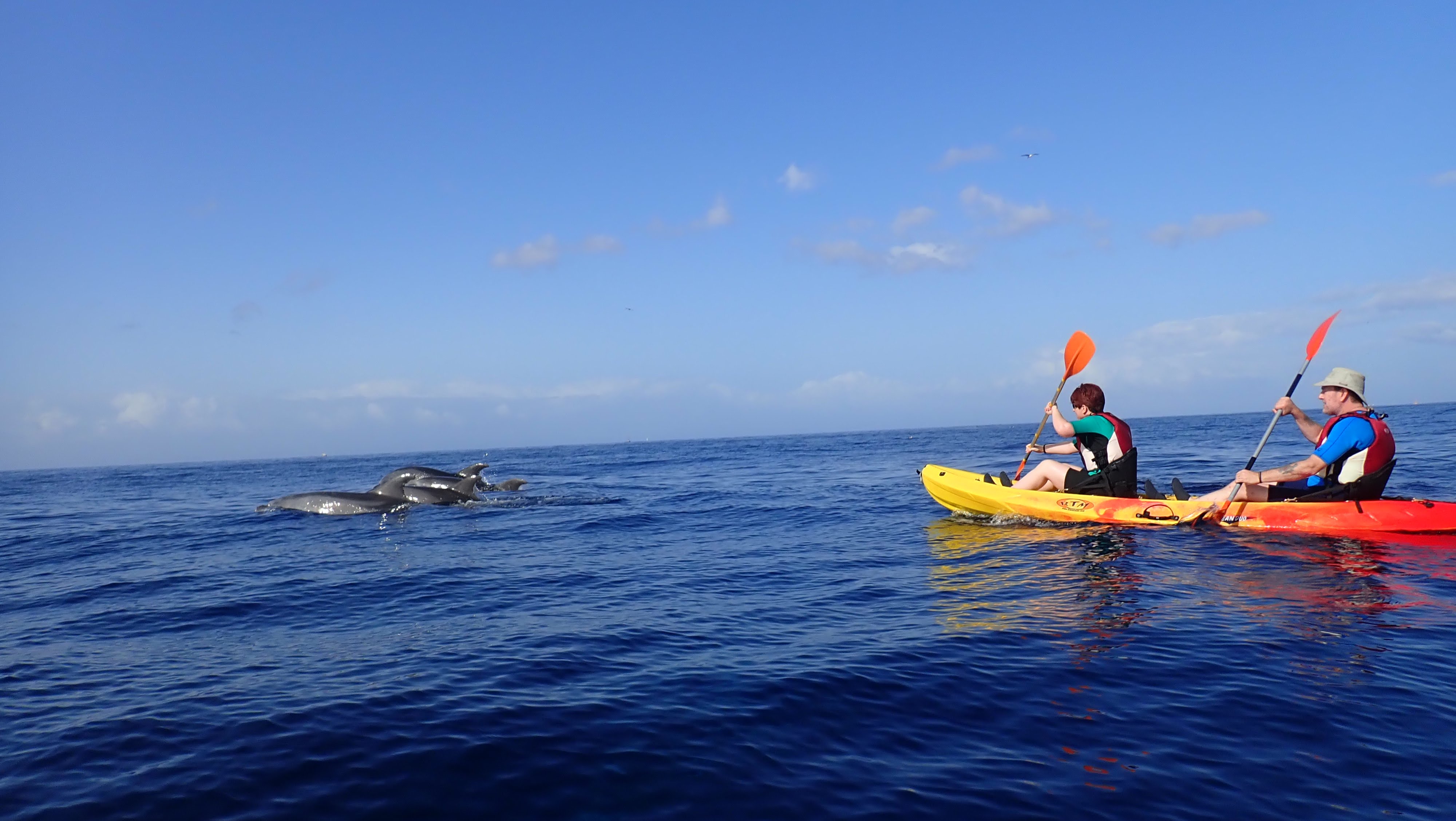 dolphins in Tenerife