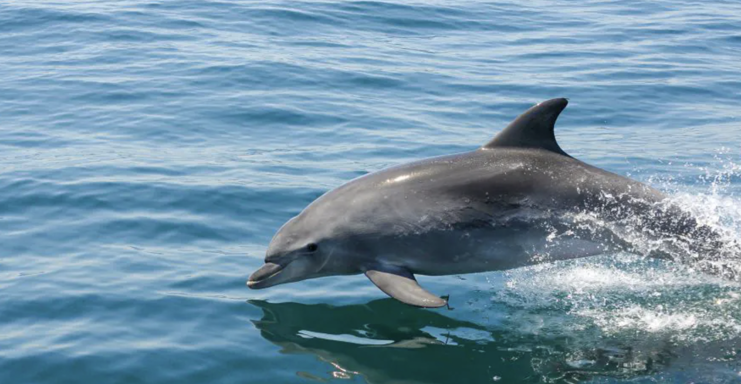 Dolphins and Benagil Cave Catamaran Tour