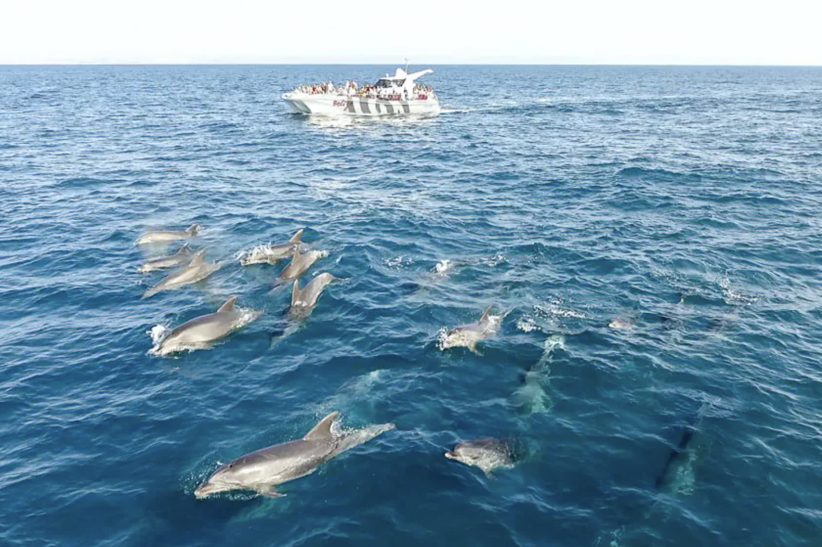 dolphins algarve